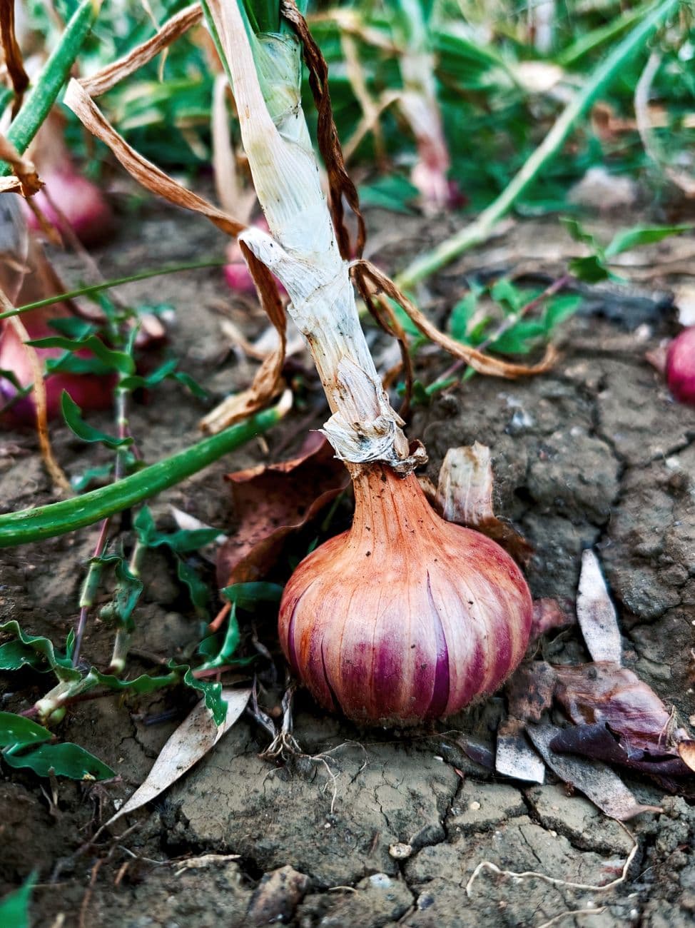 Onion