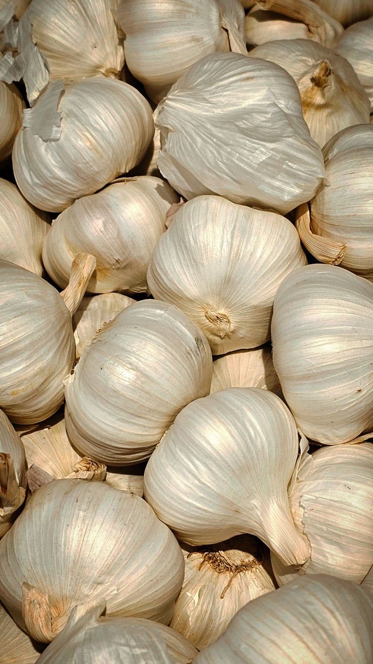 Garlic Bulbs