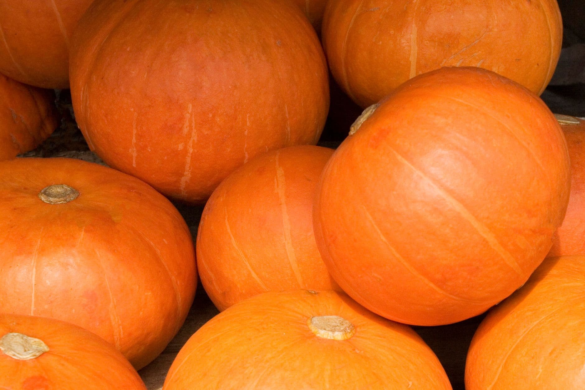 Pumpkin Yellow