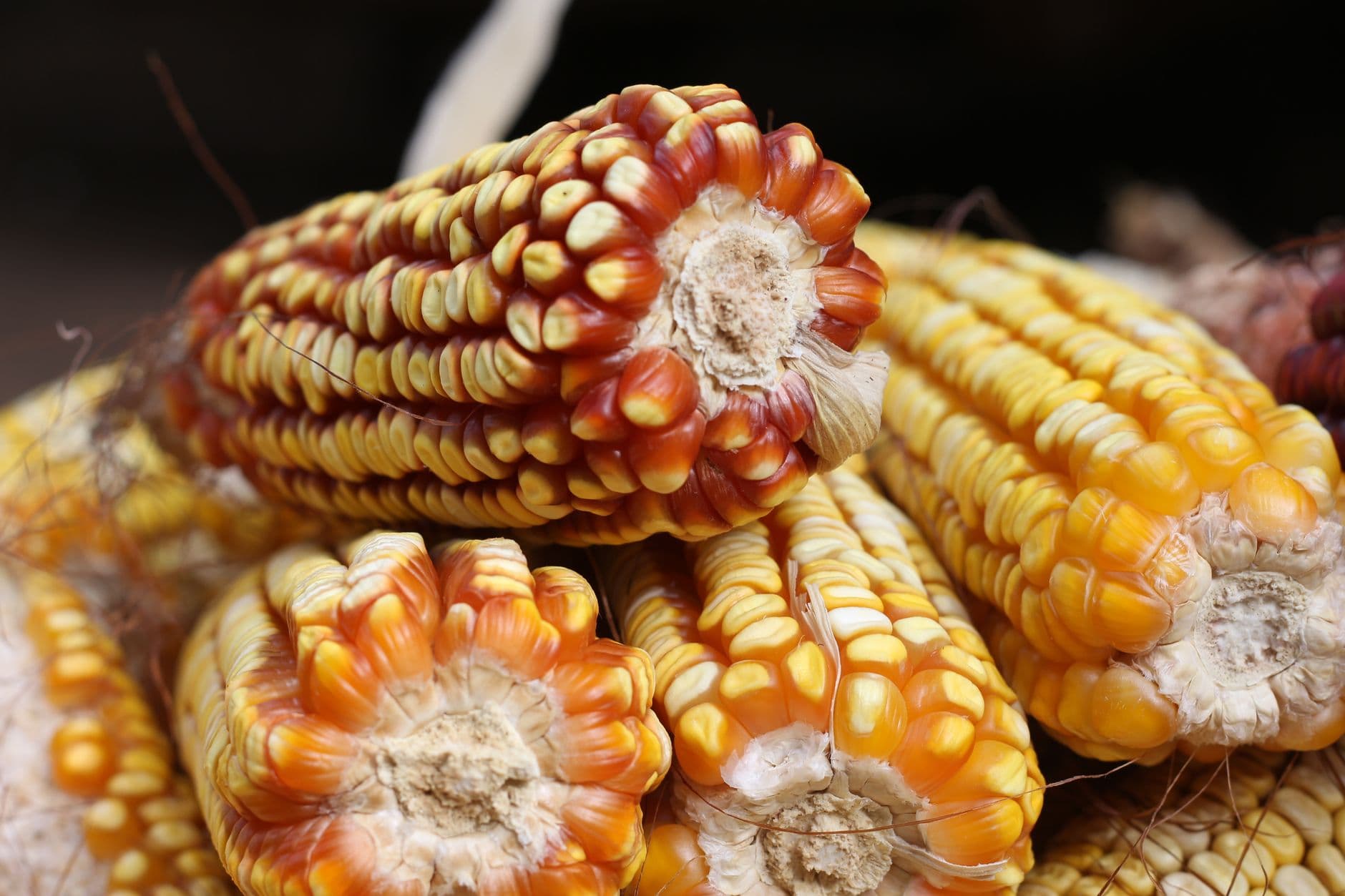 Maize Planter