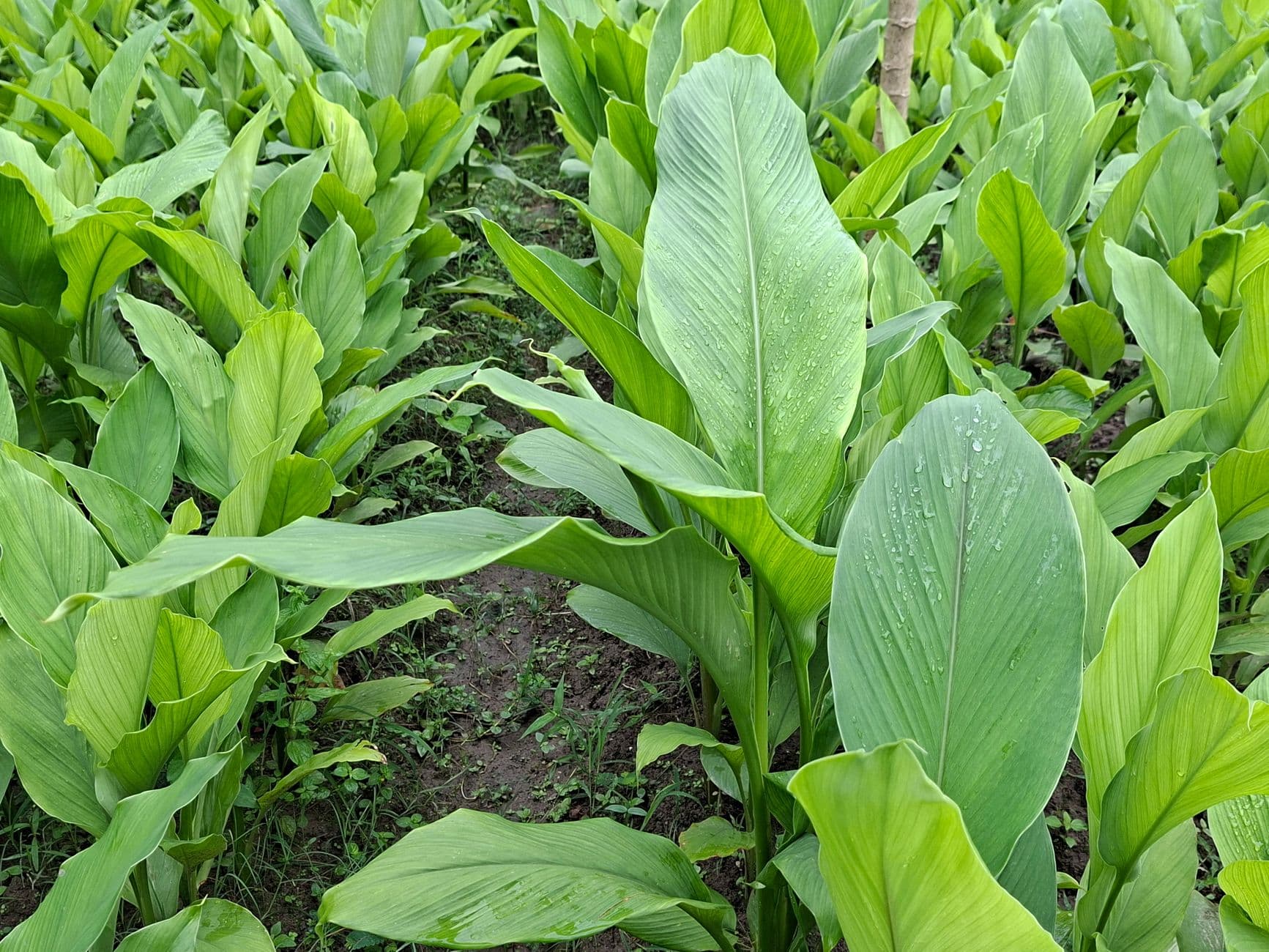 Turmeric Planter