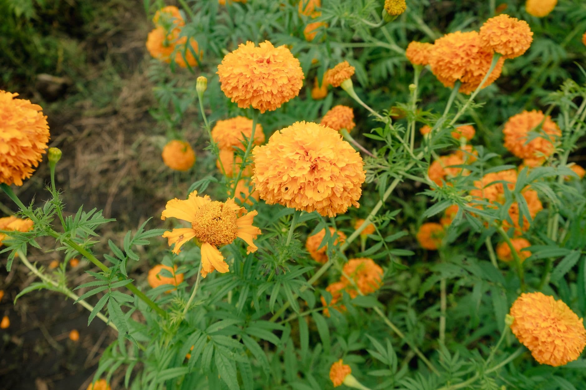 Tagetes Oil