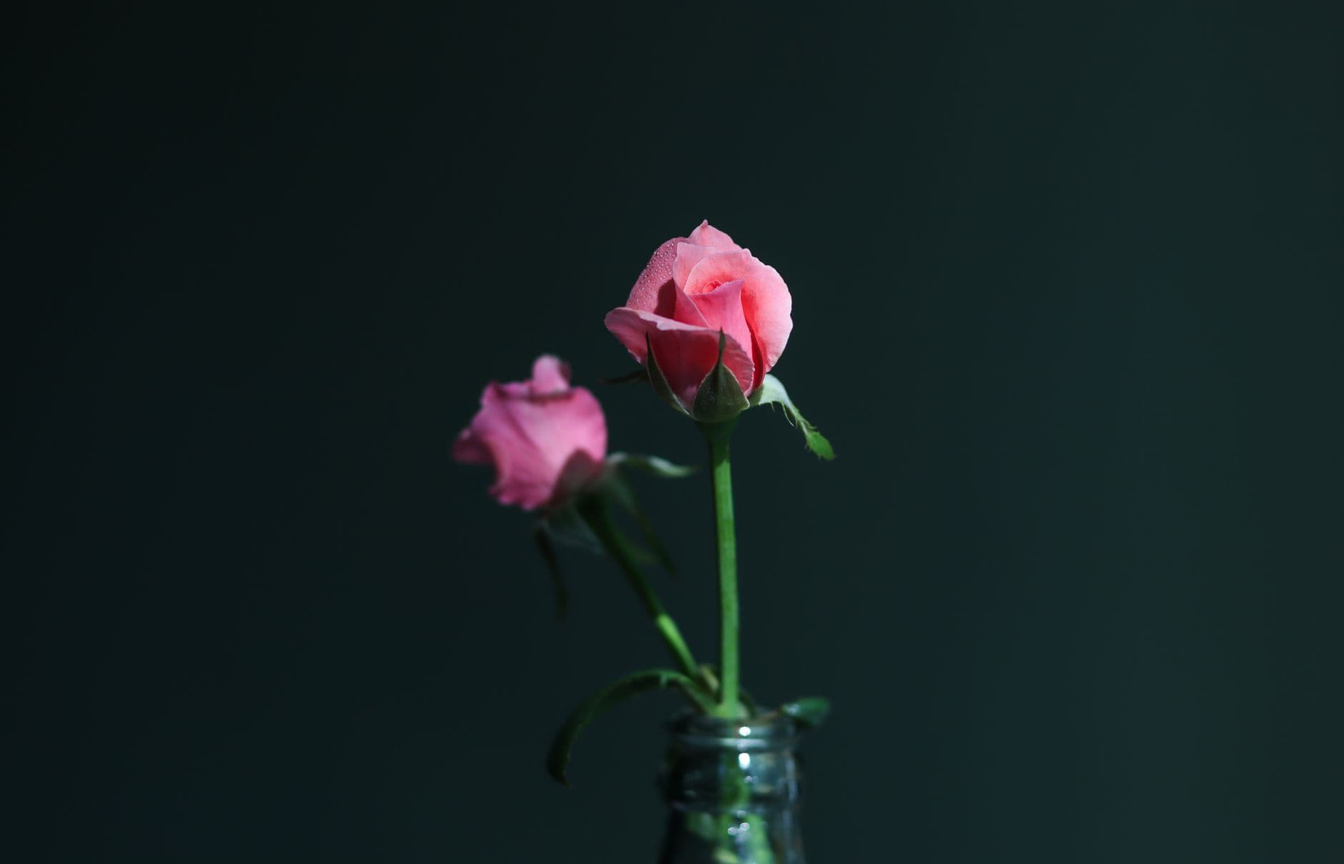Rose Attar